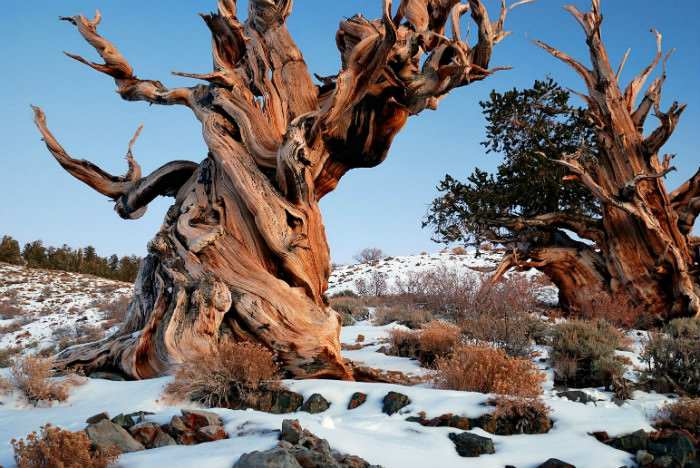 أقدم 10 اشجار لا زالت على قيد الحياة في العالم Tops Arabia