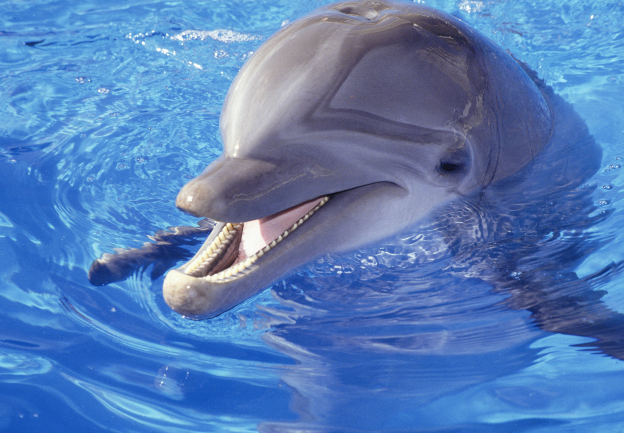 10 حقائق مذهلة وغريبة عن الدلافين