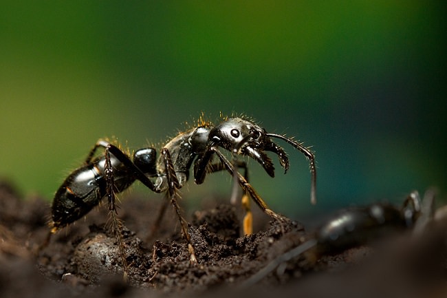 اغرب 10 انواع من النمل لا يمكن تصديقها