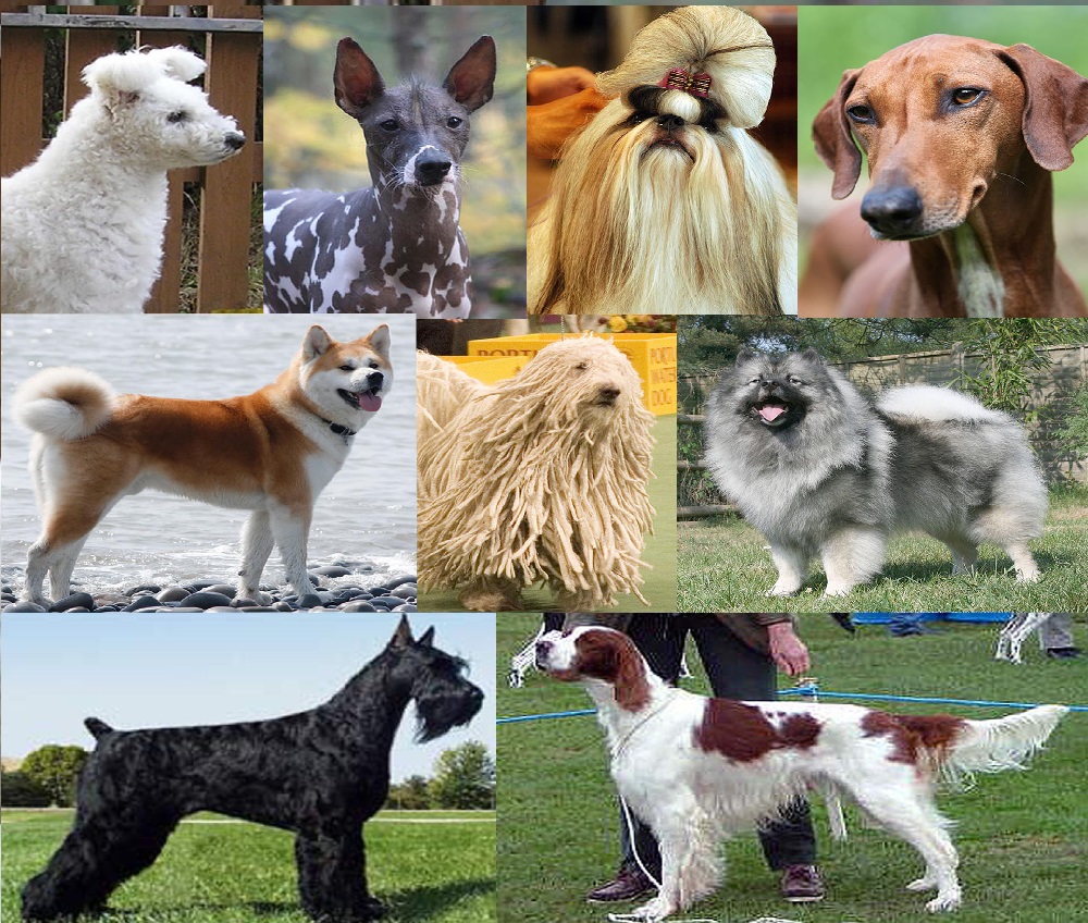 انواع الكلاب واغلى 10 كلاب في العالم ستتعرف عليها