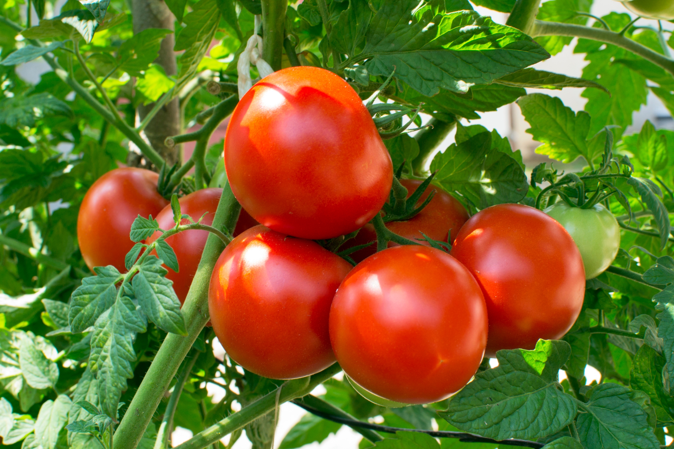 فوائد الطماطم ال10