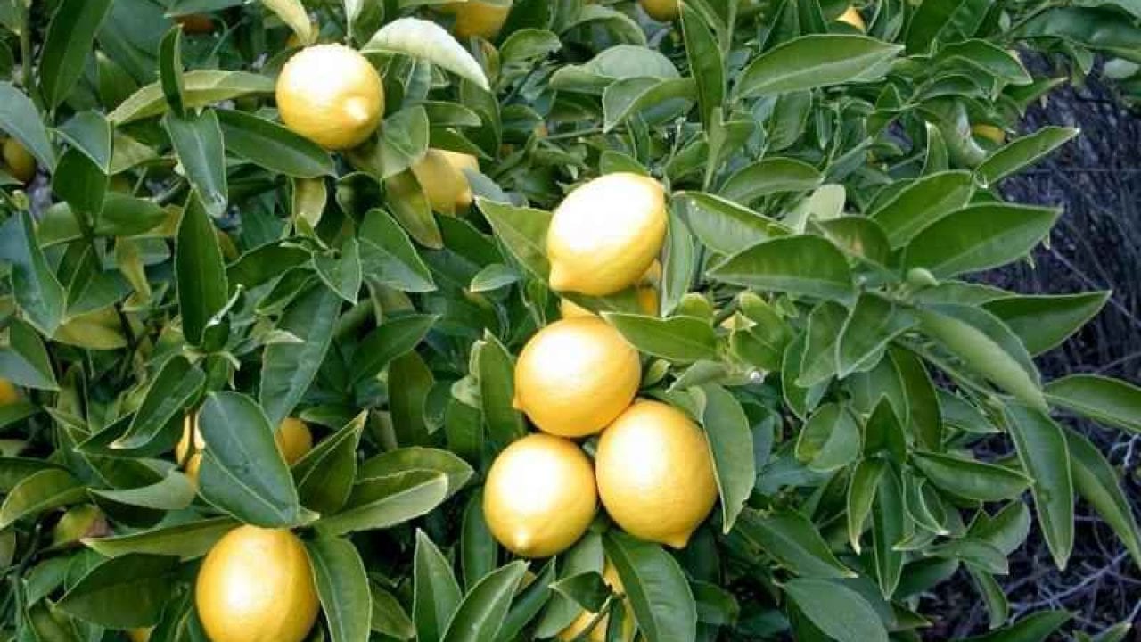10 استخدامات لعصير الليمون تعرف عليها !