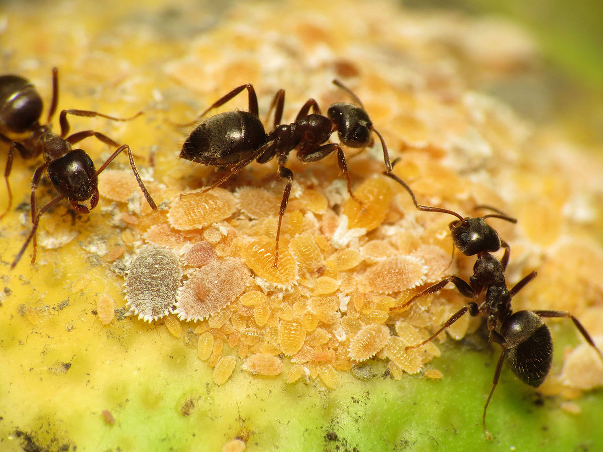 10 طرق للتخلص من النمل الاسود في المنزل