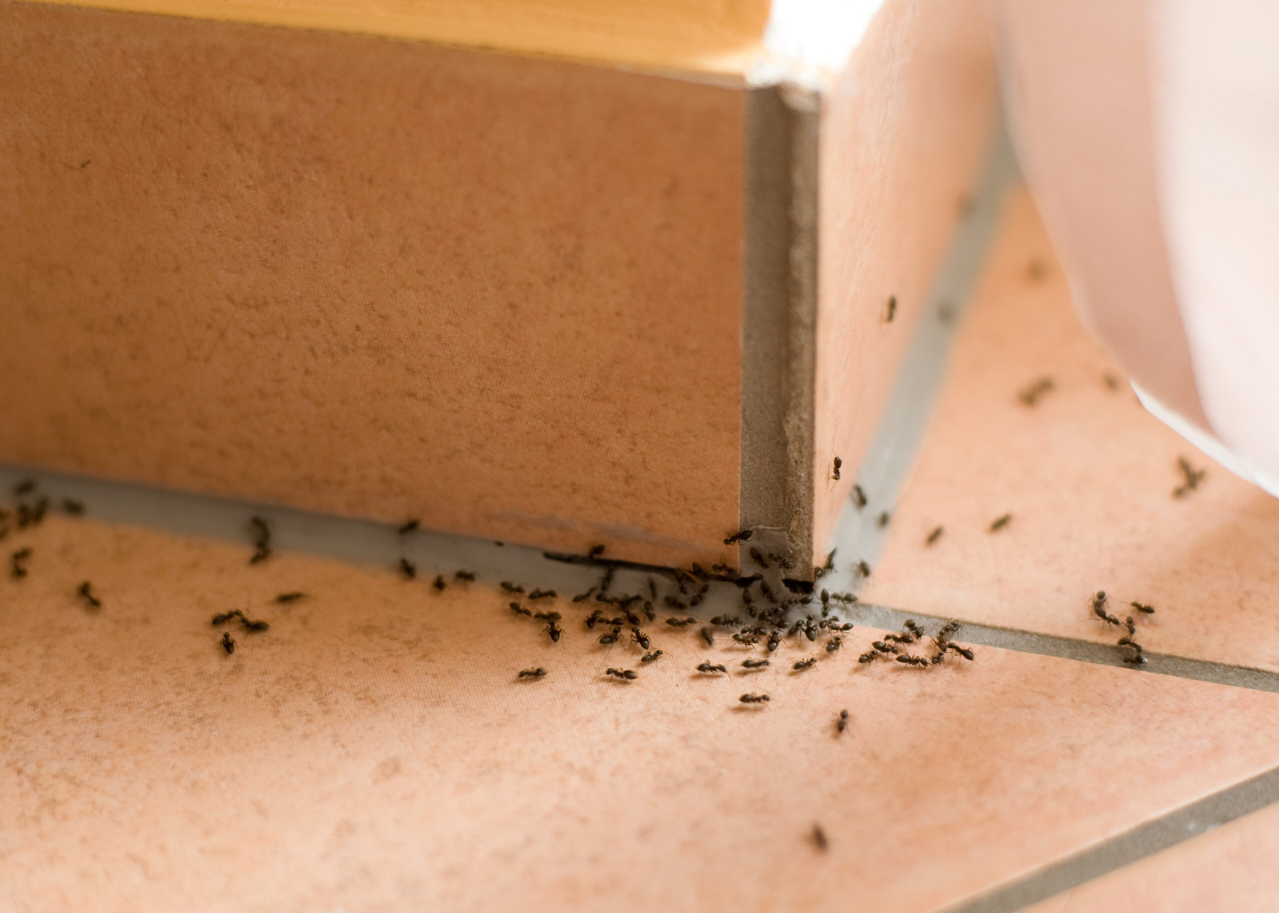 أسهل 10 طرق تساعد على التخلص من النمل