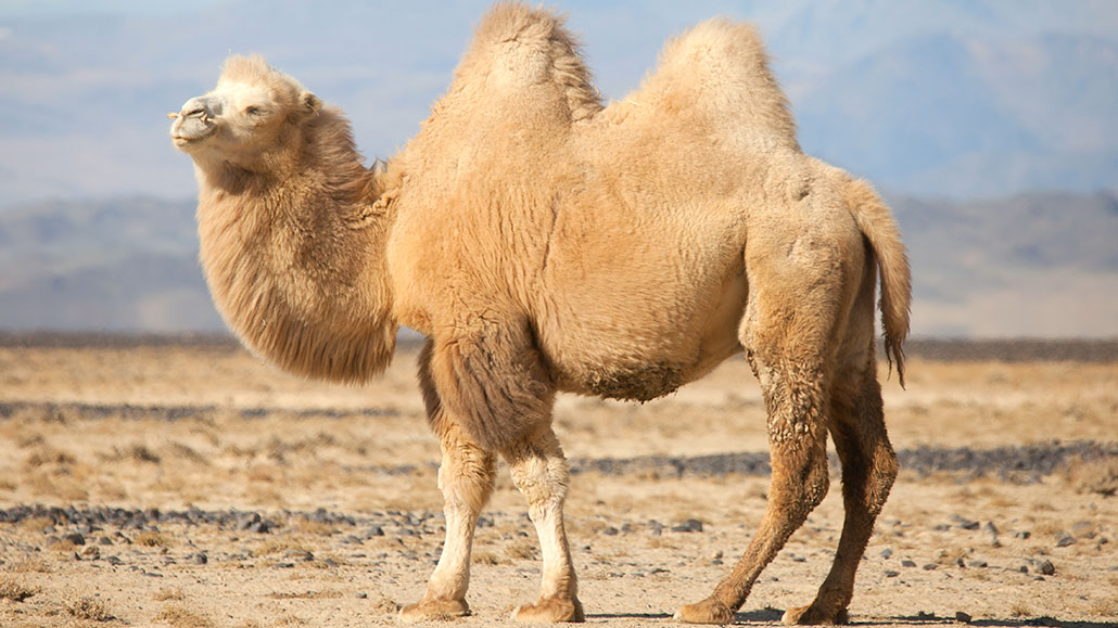 camel fat